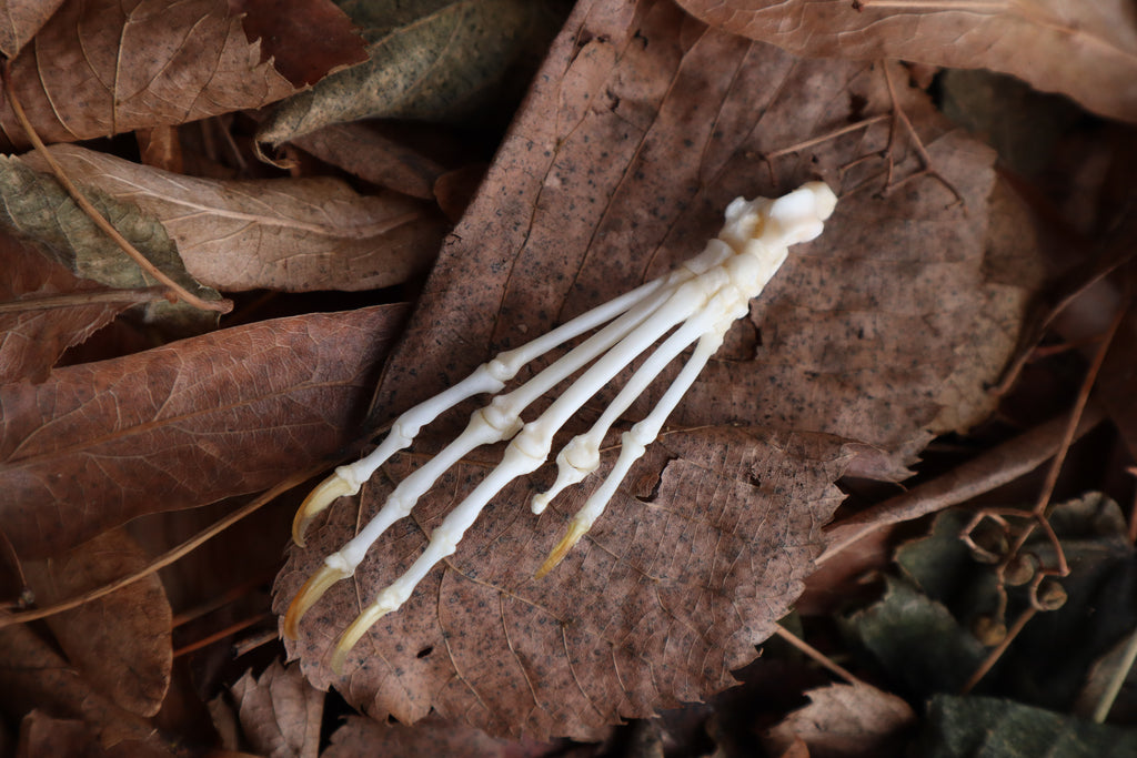 Pathological Pine Marten Paw Articulation
