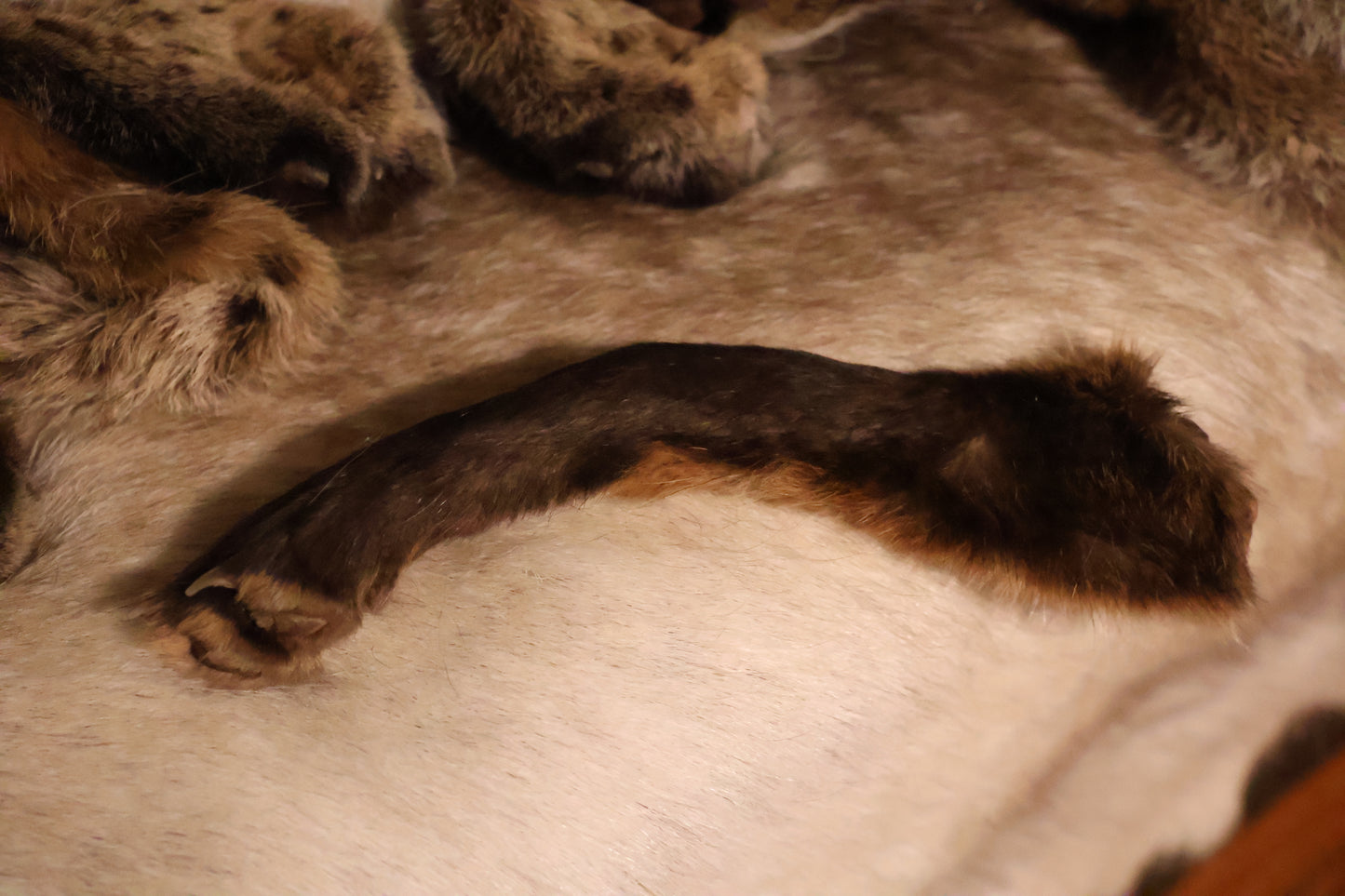 Dry Preserved Red Fox Arm