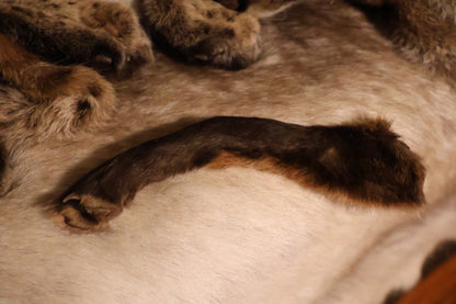 Dry Preserved Red Fox Arm