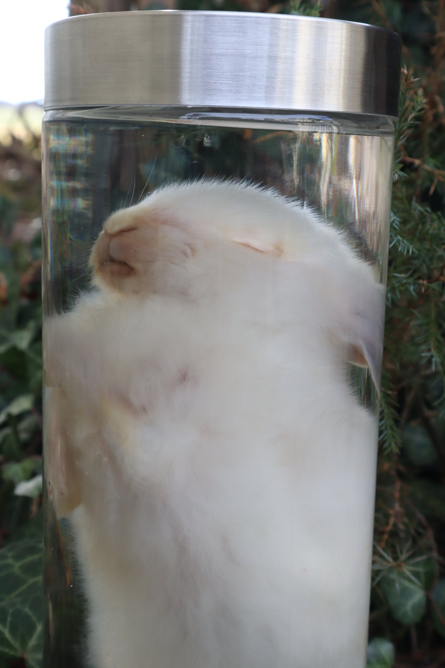 White Rabbit Wet Specimen