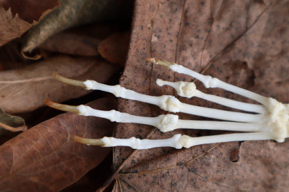 Pathological Pine Marten Paw Articulation
