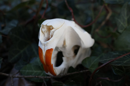 Reserved for Jessie - Beaver Skull