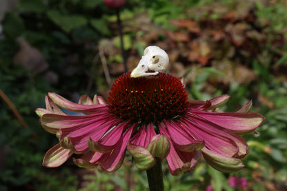 Reserved for Amber - Baby Chick Skulls