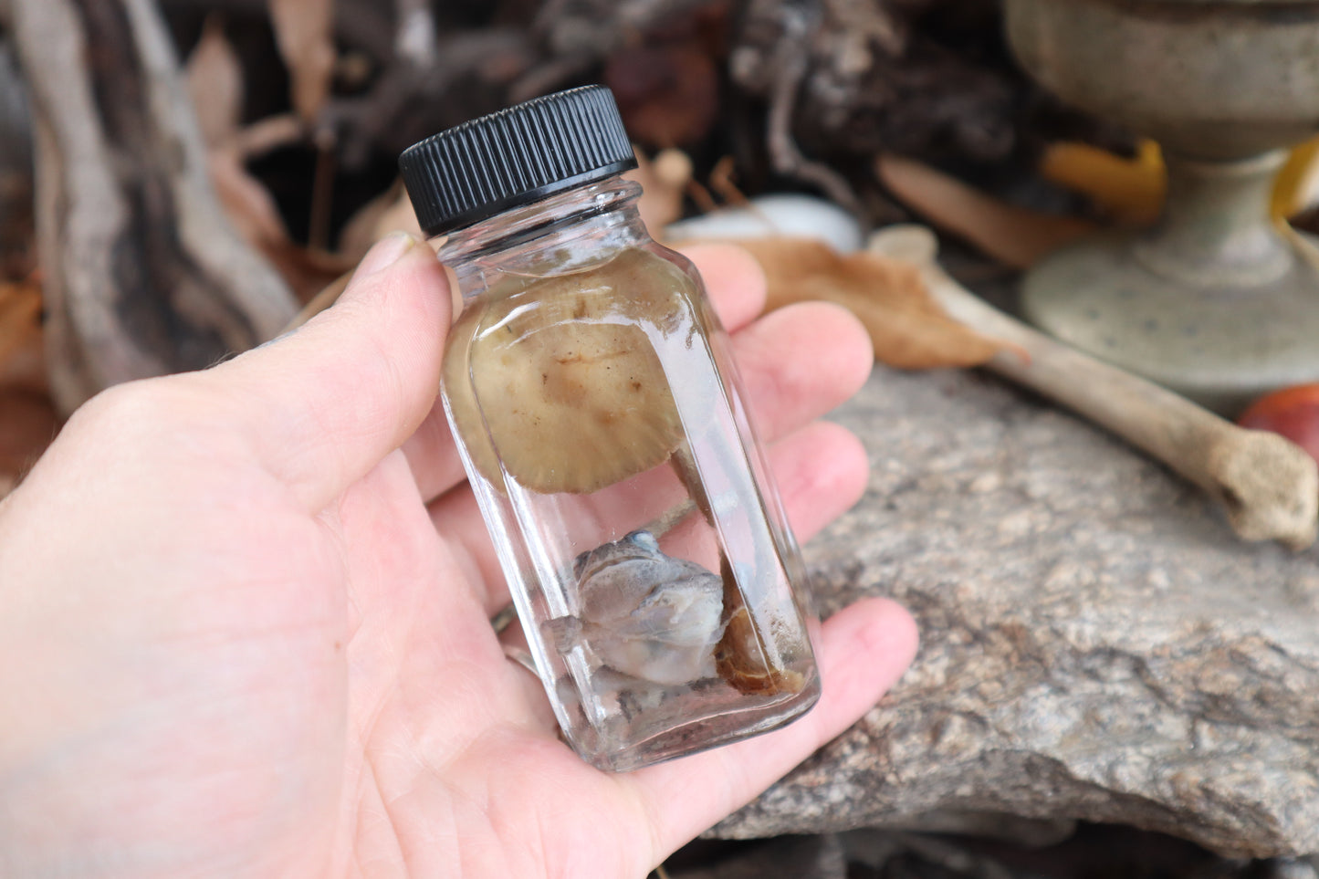 Gray Tree Frog and Fairy Ring Mushroom Wet Specimen