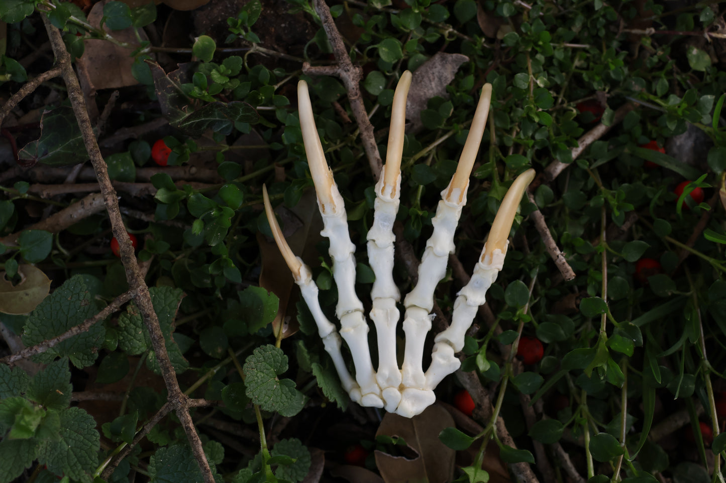 Reserved for Shayne - Badger Paw Articulation