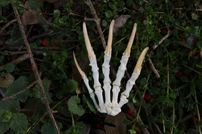 Reserved for Shayne - Badger Paw Articulation