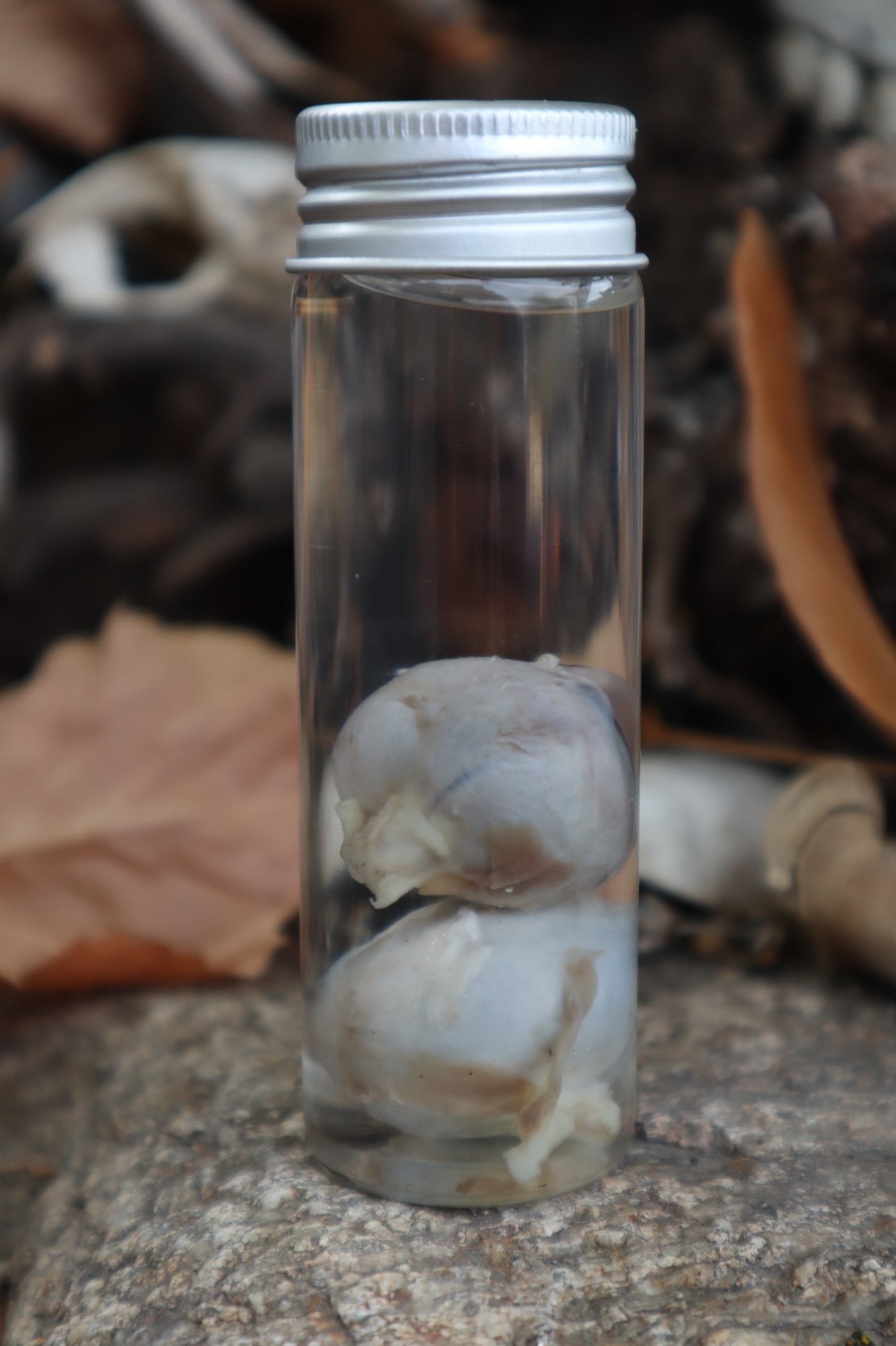 Coyote Eyeballs Wet Specimen