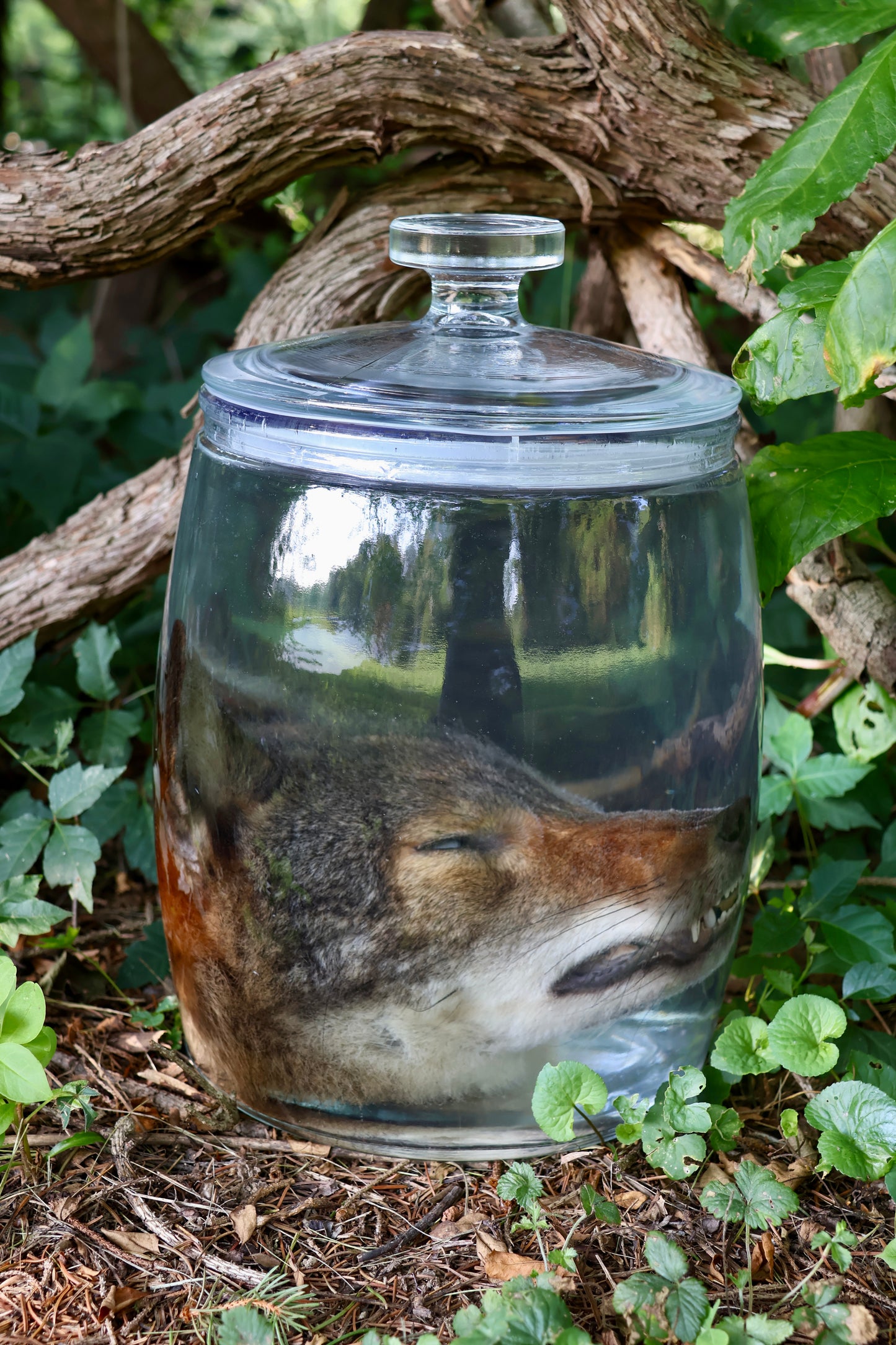 Coyote Head Wet Specimen