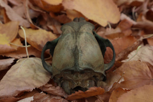 Reserved for Devyn - Ancient Grove Coyote Skull