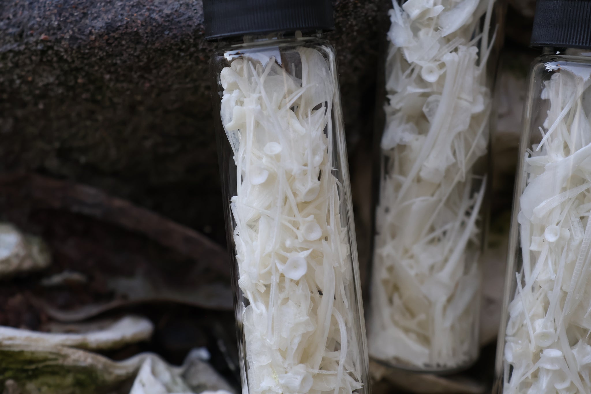 Bream Fish Bones Lot