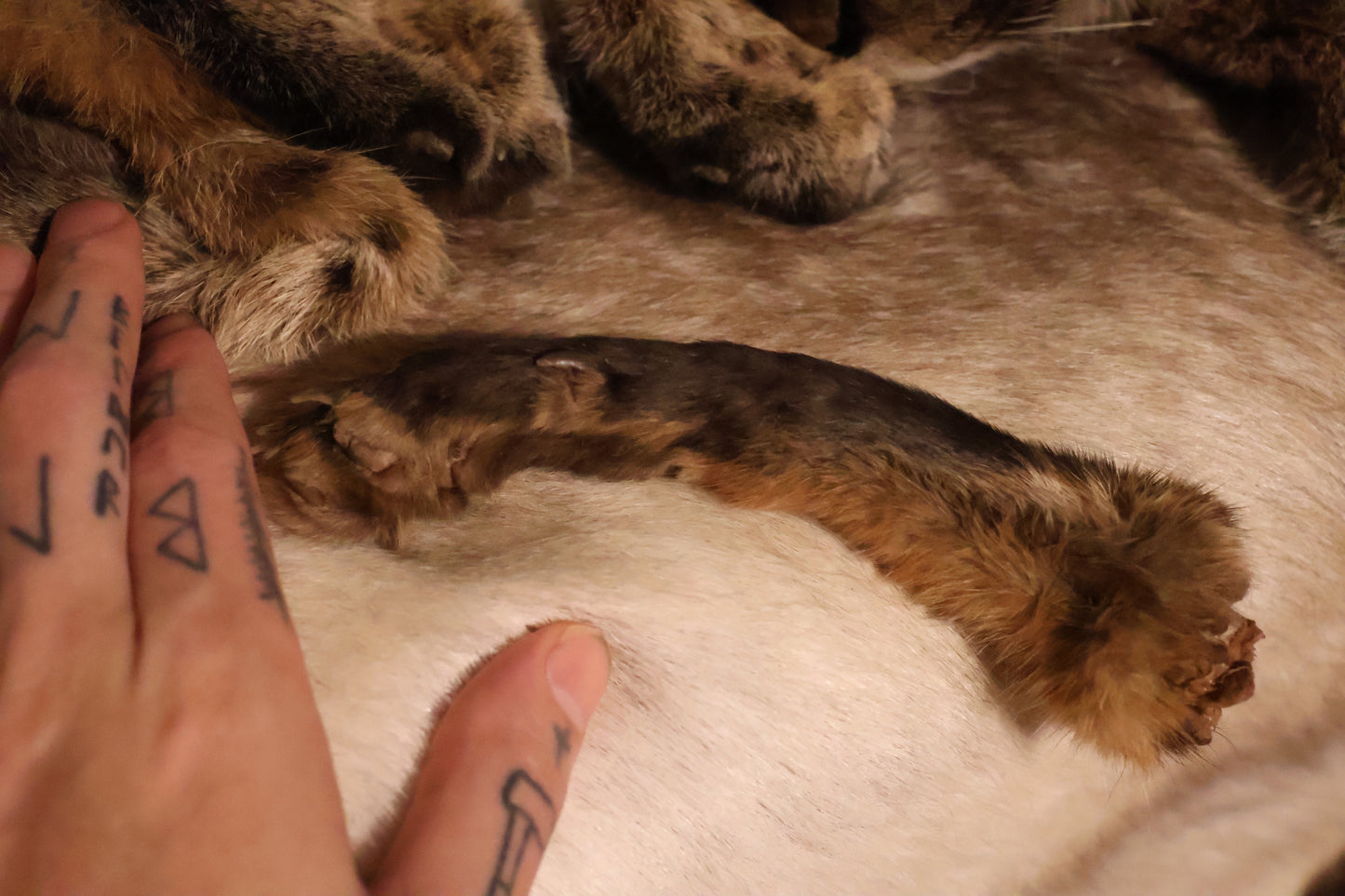 Dry Preserved Red Fox Arm