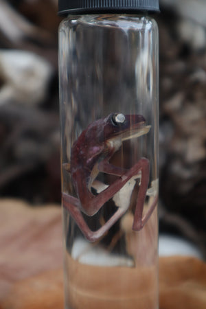 Tree Frog Wet Specimen