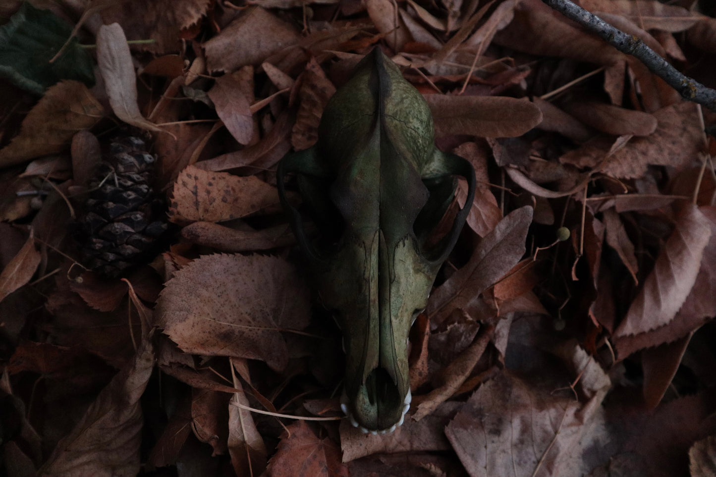 Reserved for Sev - Ancient Grove Coyote Skull