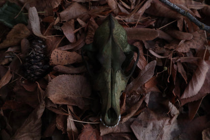 Reserved for Sev - Ancient Grove Coyote Skull