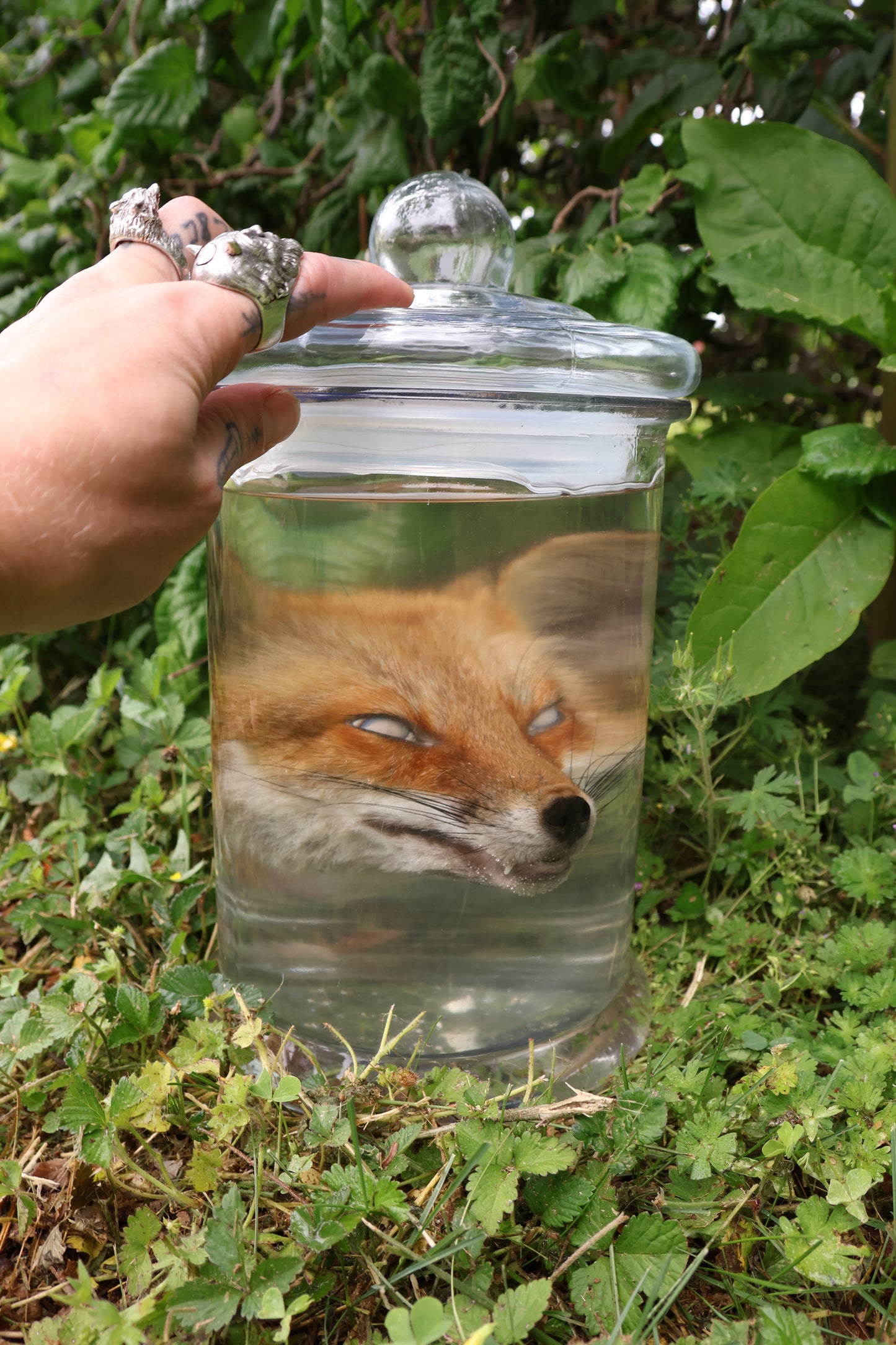 Red Fox Head Wet Specimen