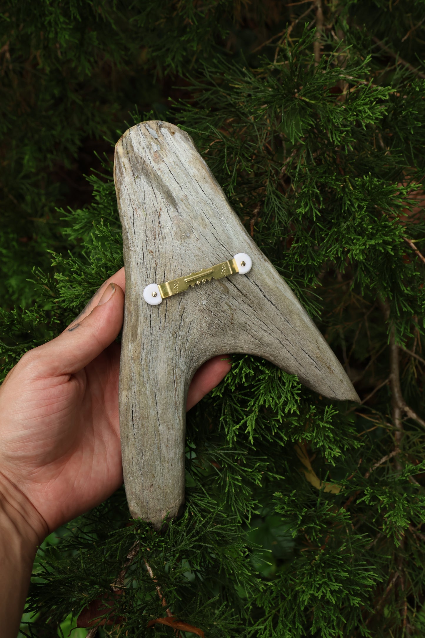 Sappho Moose Antler Carving