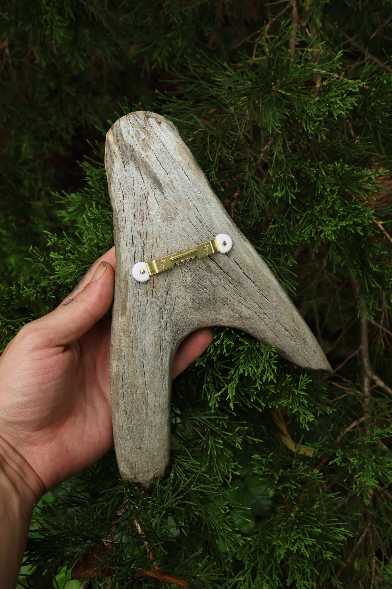 Sappho Moose Antler Carving