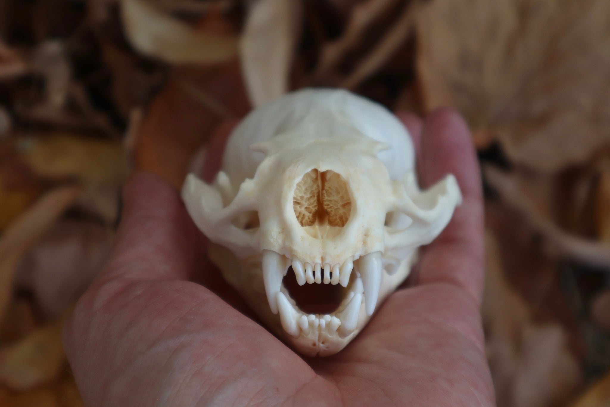 Damaged River Otter Skull