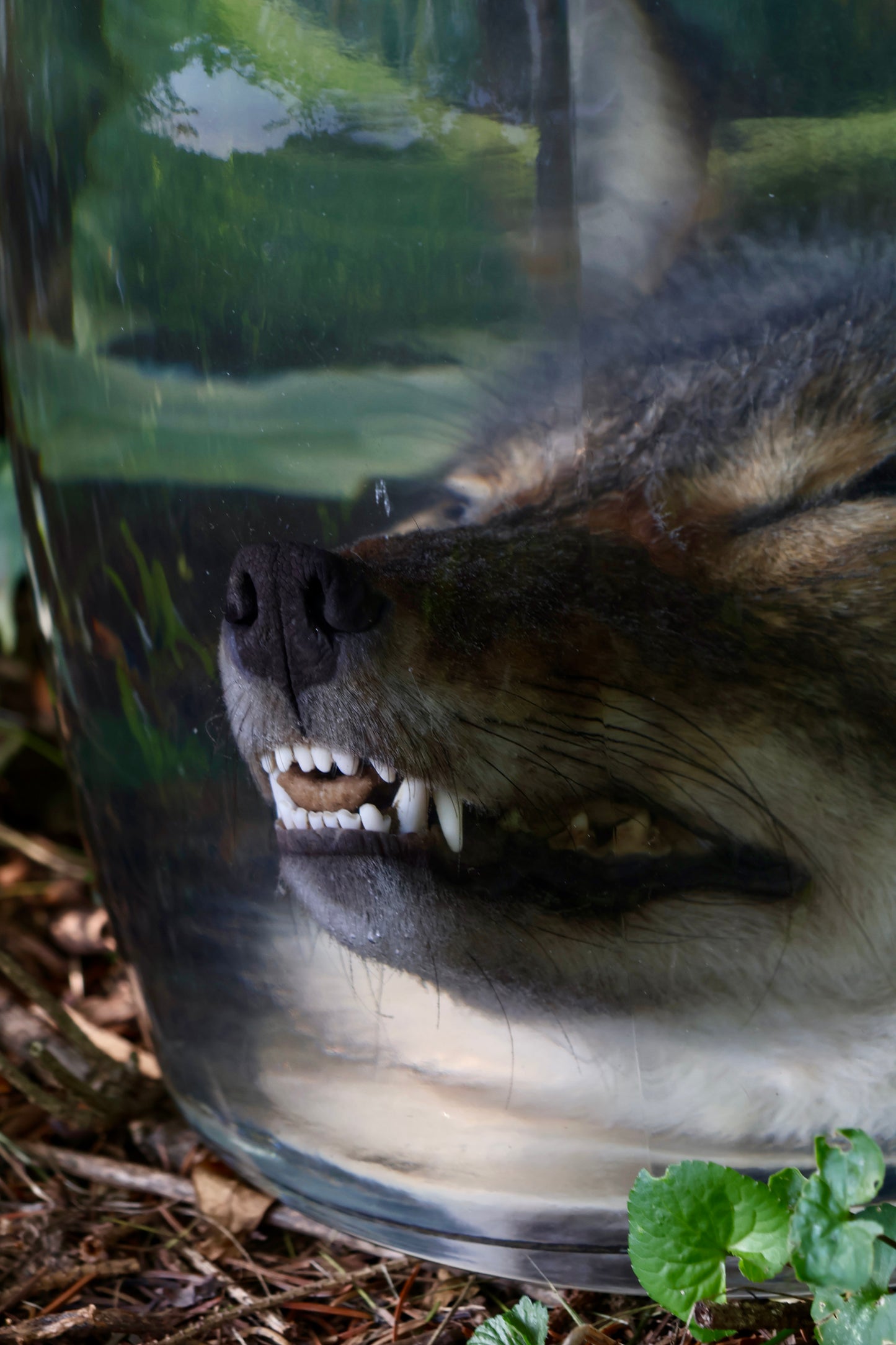 Coyote Head Wet Specimen
