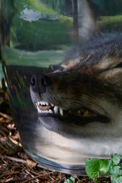 Coyote Head Wet Specimen