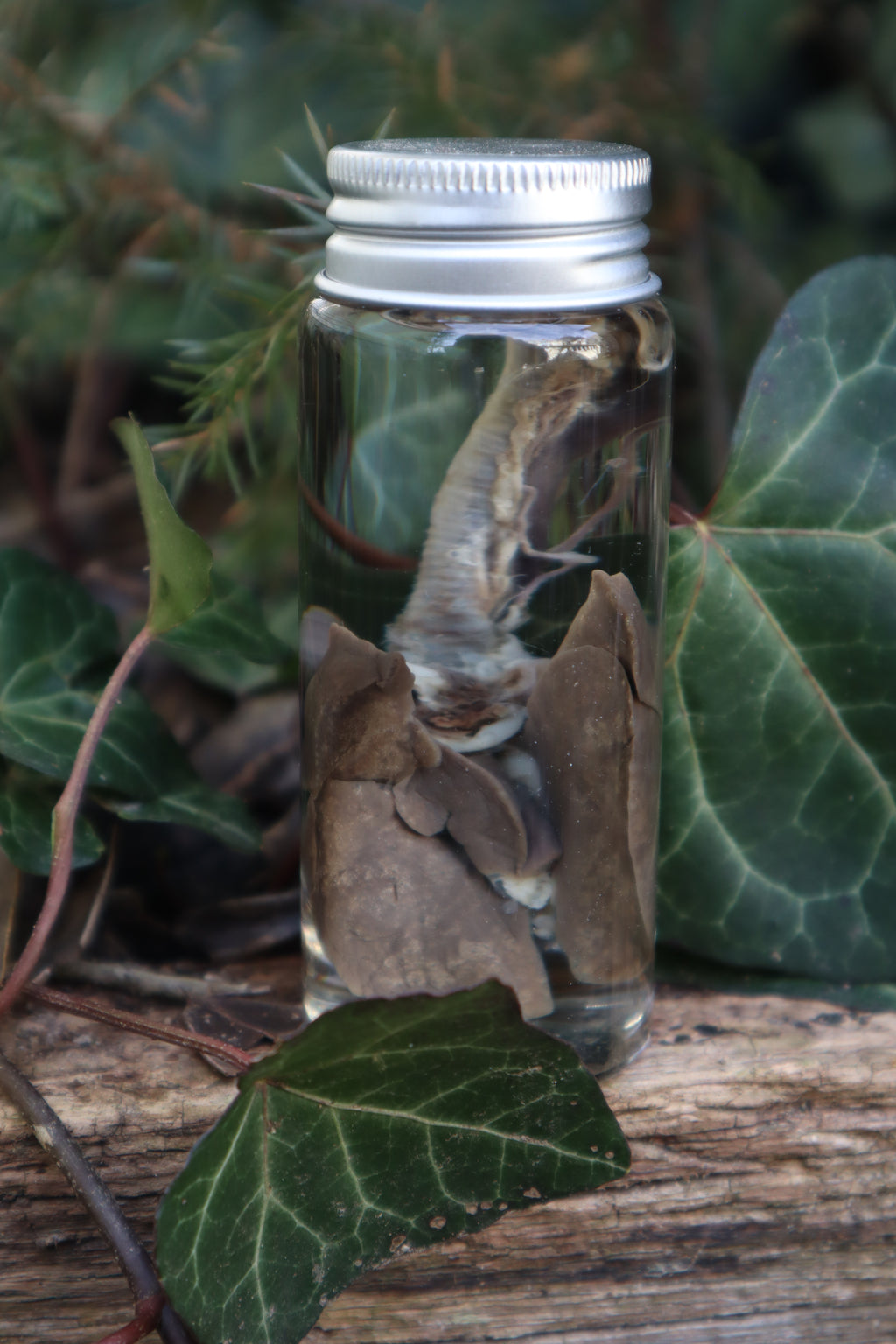 Wet Specimen Rabbit Lungs