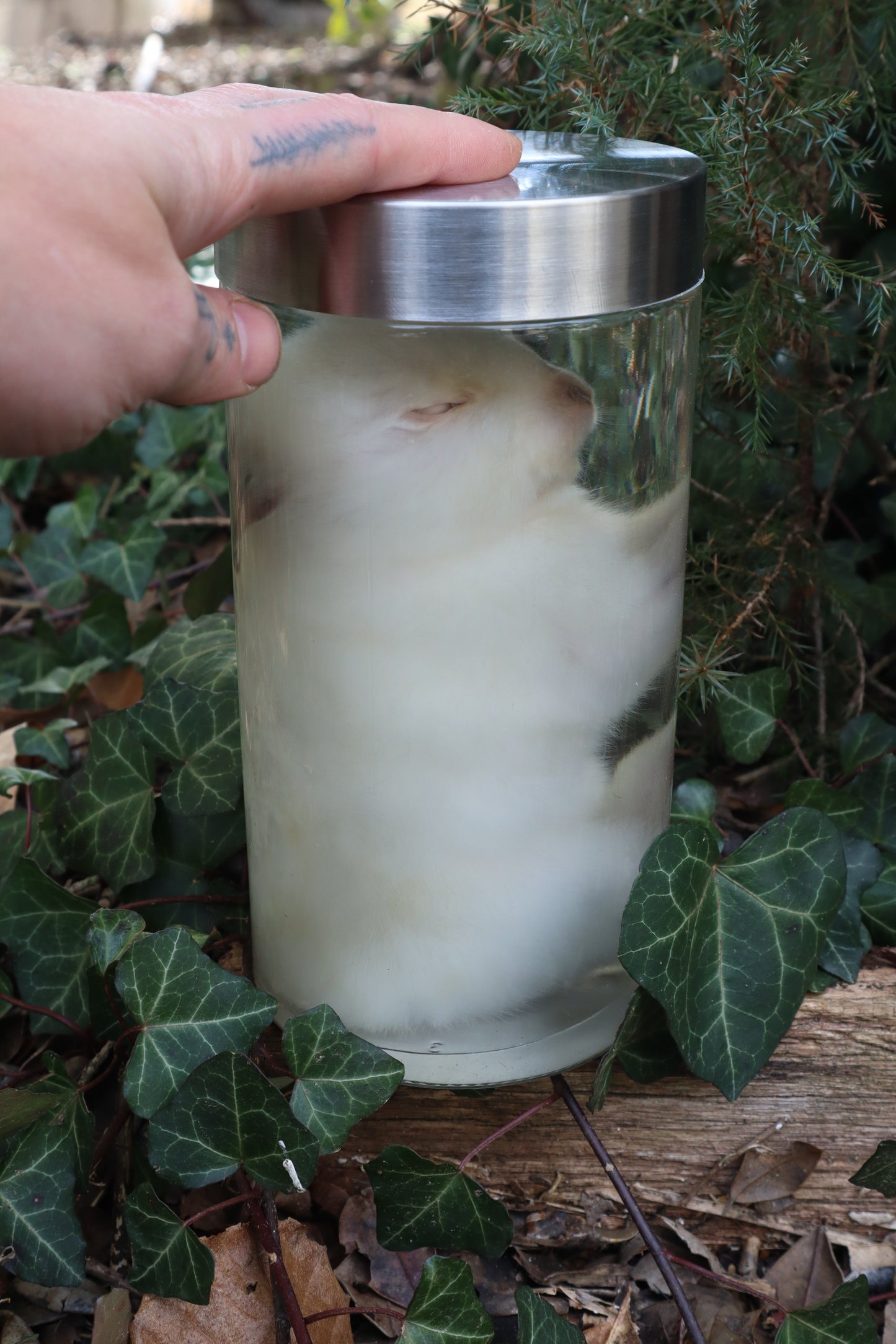 White Rabbit Wet Specimen