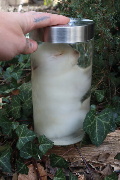 White Rabbit Wet Specimen
