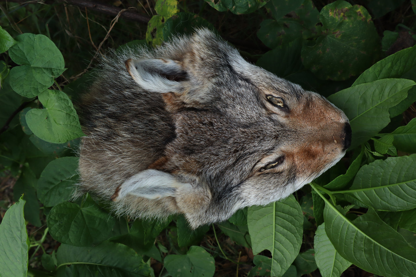 Soft Tanned Craft Coyote Face