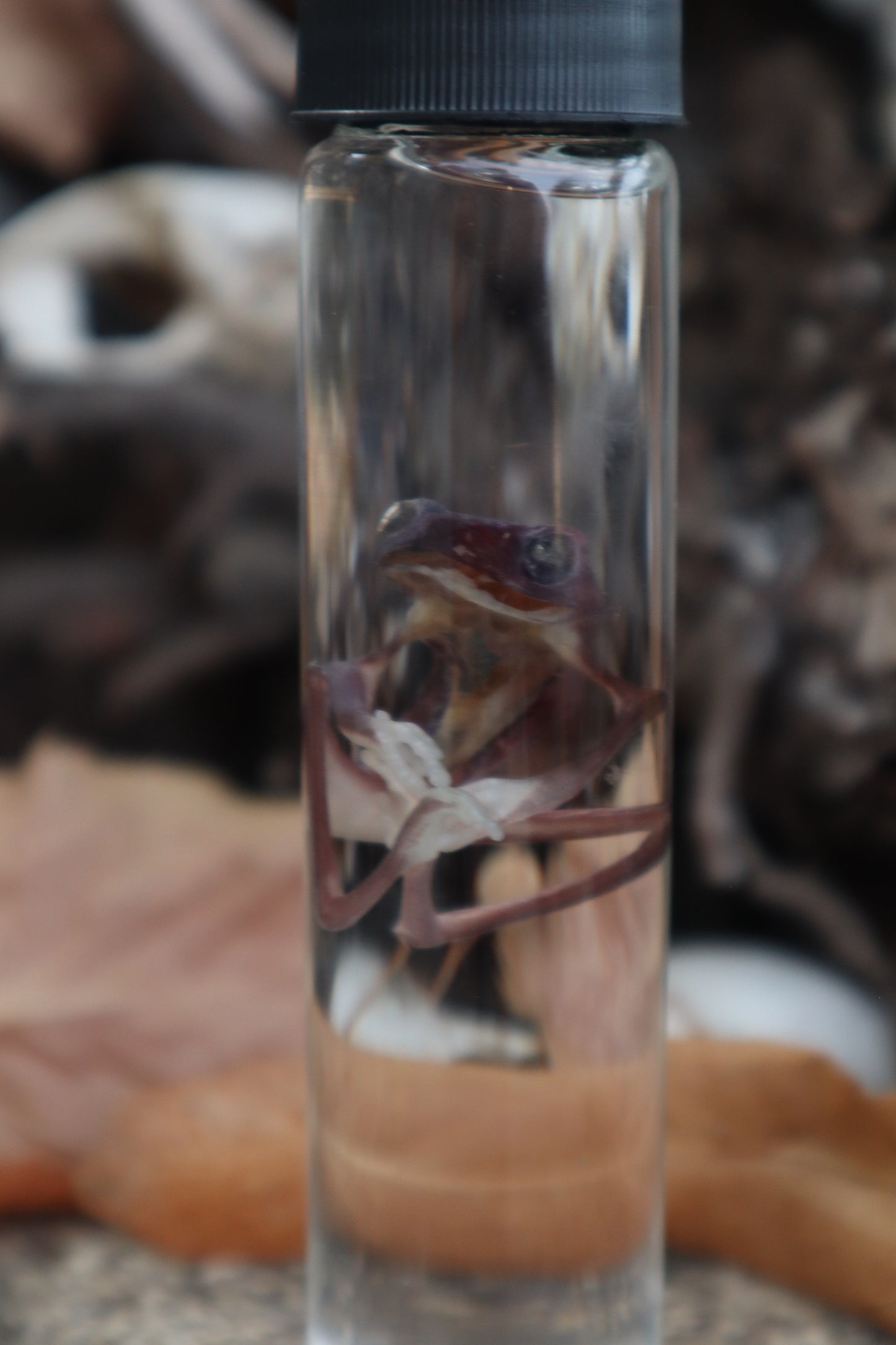 Tree Frog Wet Specimen