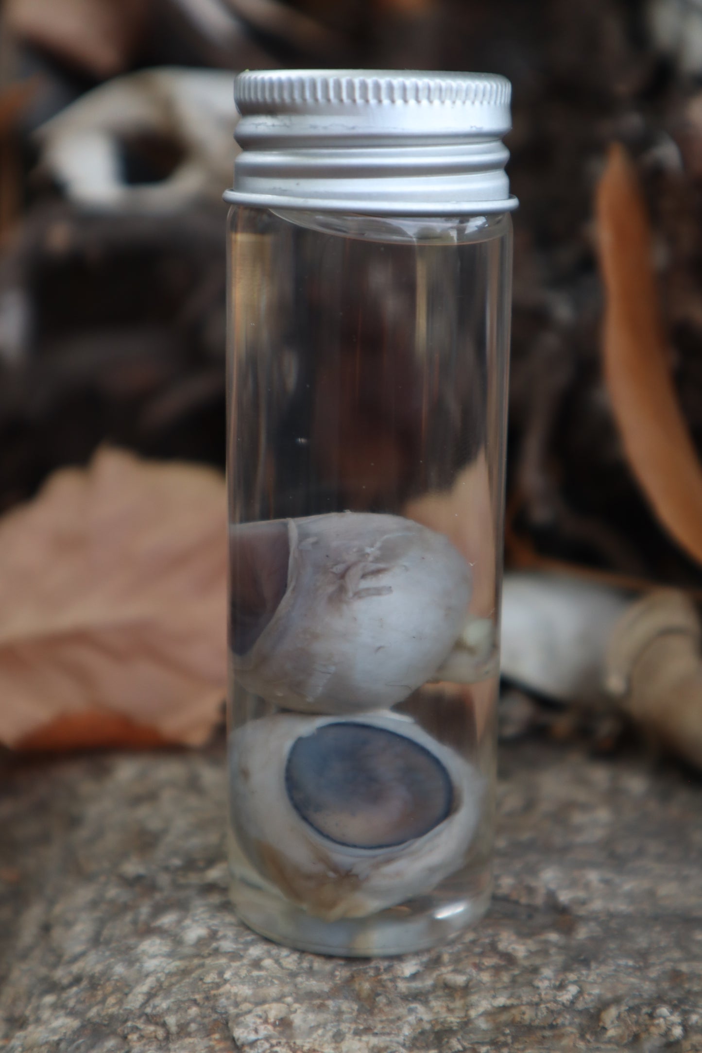 Coyote Eyeballs Wet Specimen