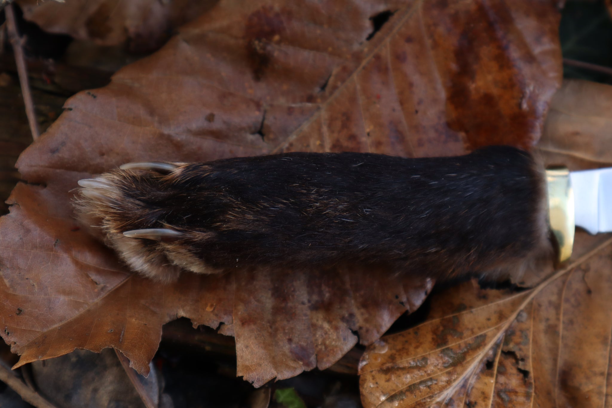 Reserved for Danielle - Red Fox Paw Knife