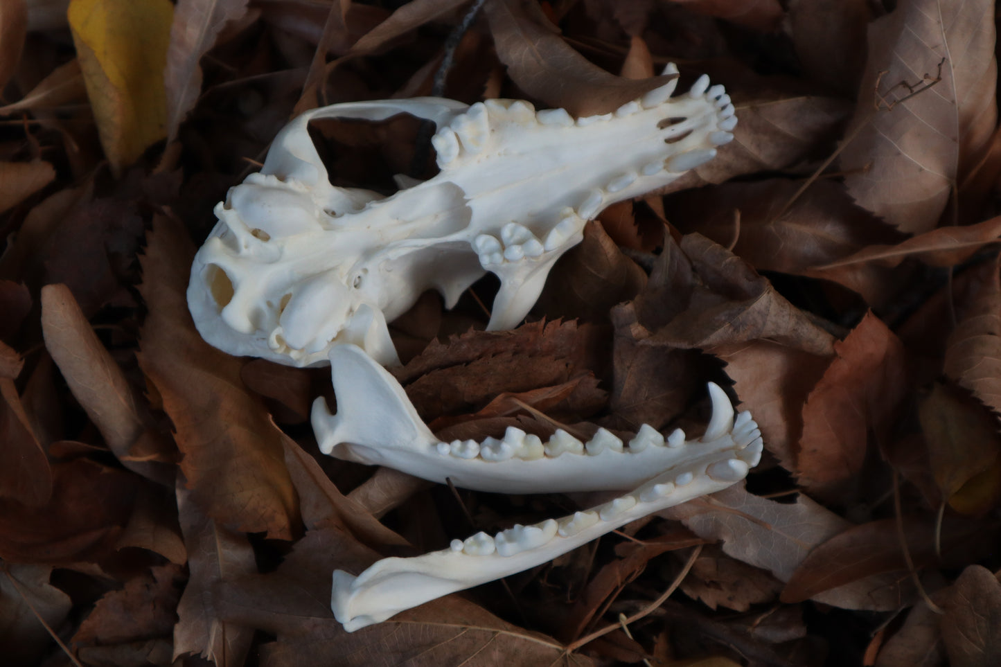 Red Fox Skull