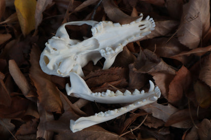 Red Fox Skull