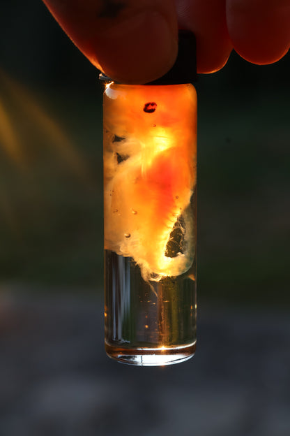 Diaphonized Fetal Beaver