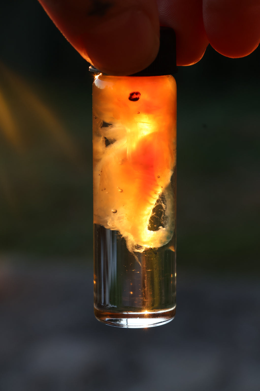 Diaphonized Fetal Beaver