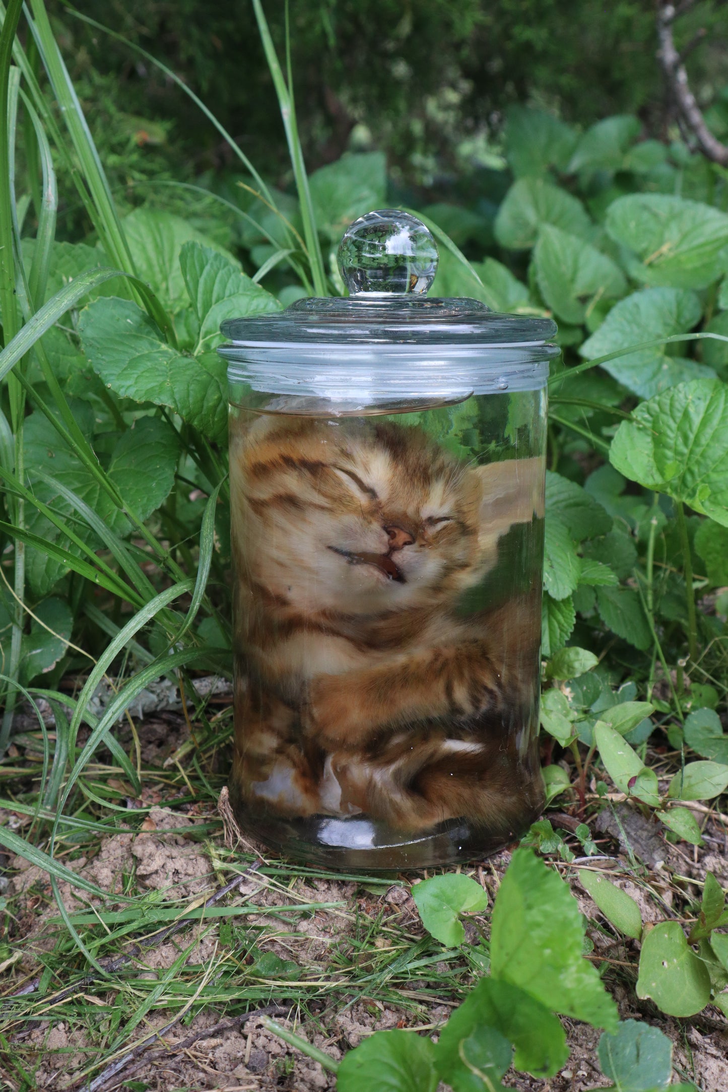 Reserved for Chelsea - African Wild Cat Articulation