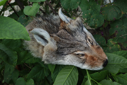 Soft Tanned Craft Coyote Face