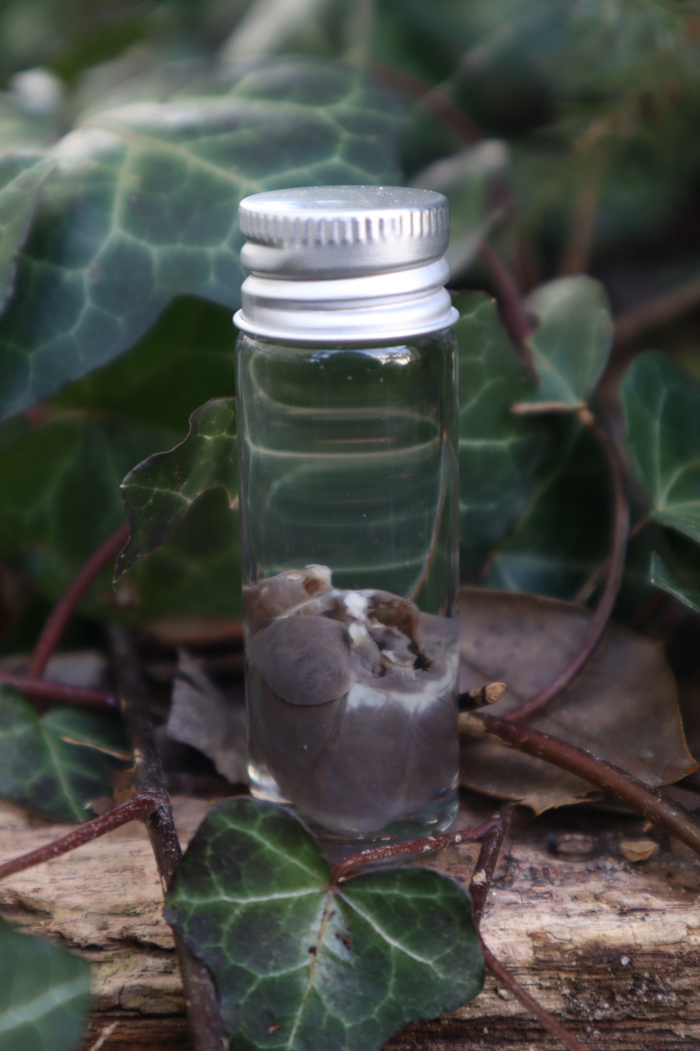 Wet Specimen Rabbit Heart