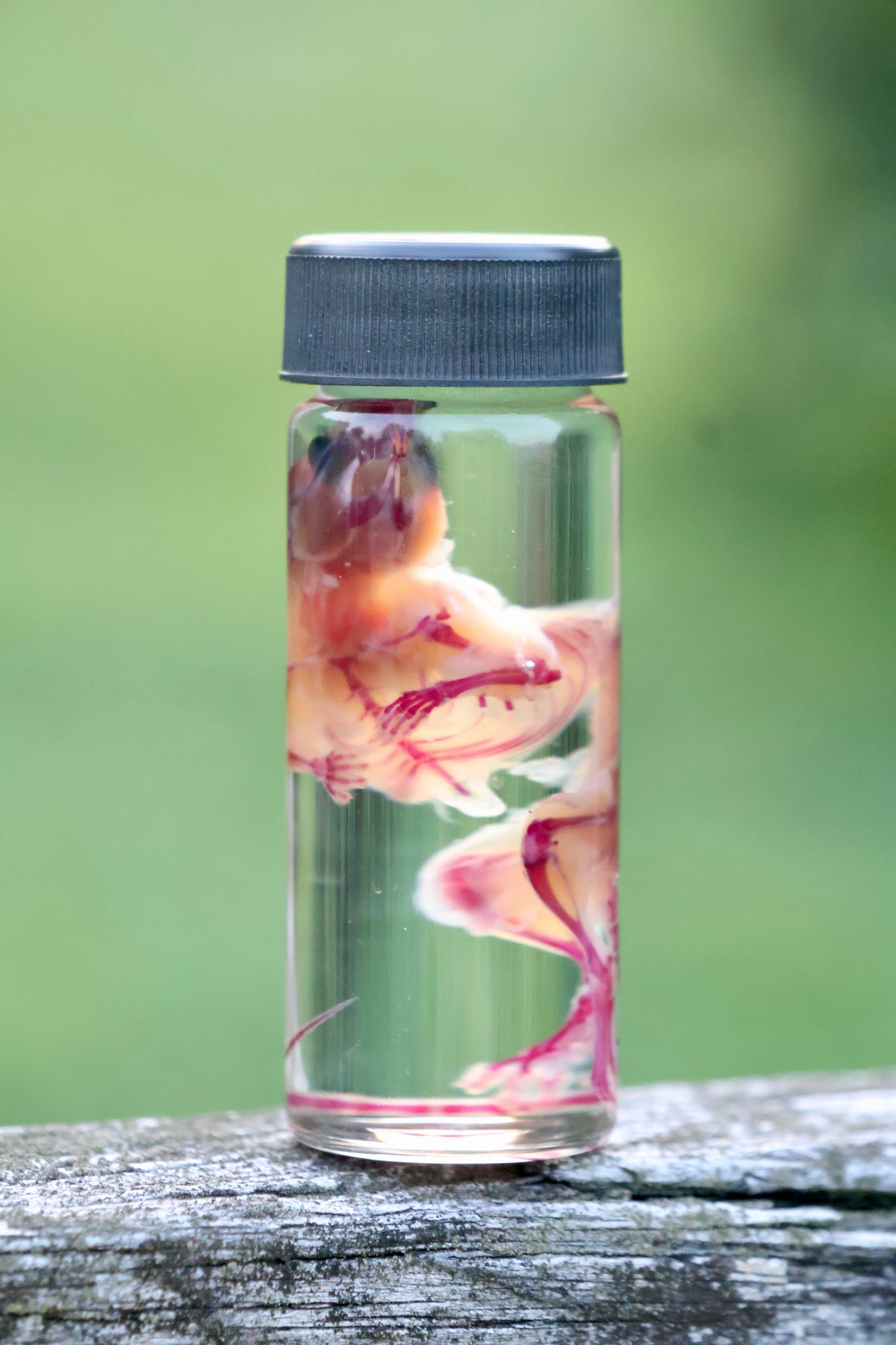 Diaphonized Juvenile Mouse