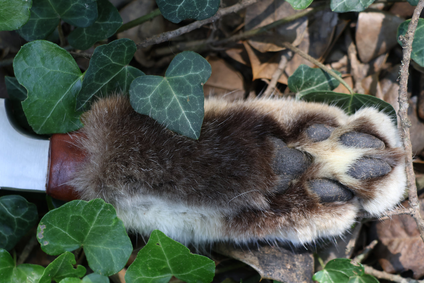 Bobcat Paw Knife