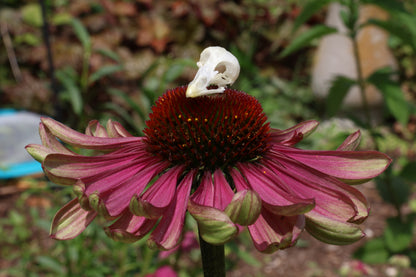Reserved for Amber - Baby Chick Skulls