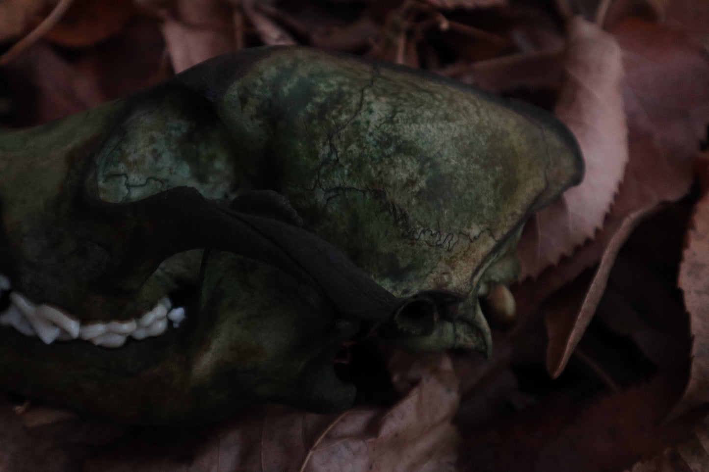 Reserved for Sev - Ancient Grove Coyote Skull