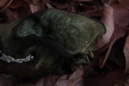 Reserved for Sev - Ancient Grove Coyote Skull