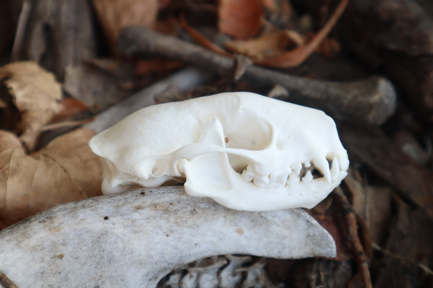 Reserved for Danielle - Striped Skunk Skull