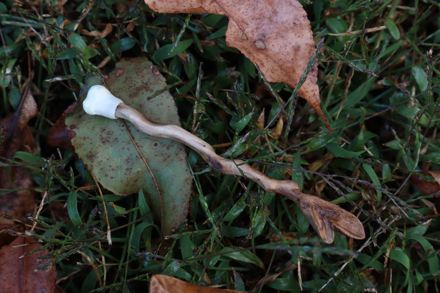 Black Walnut and Kitten Femur Offering Spoon