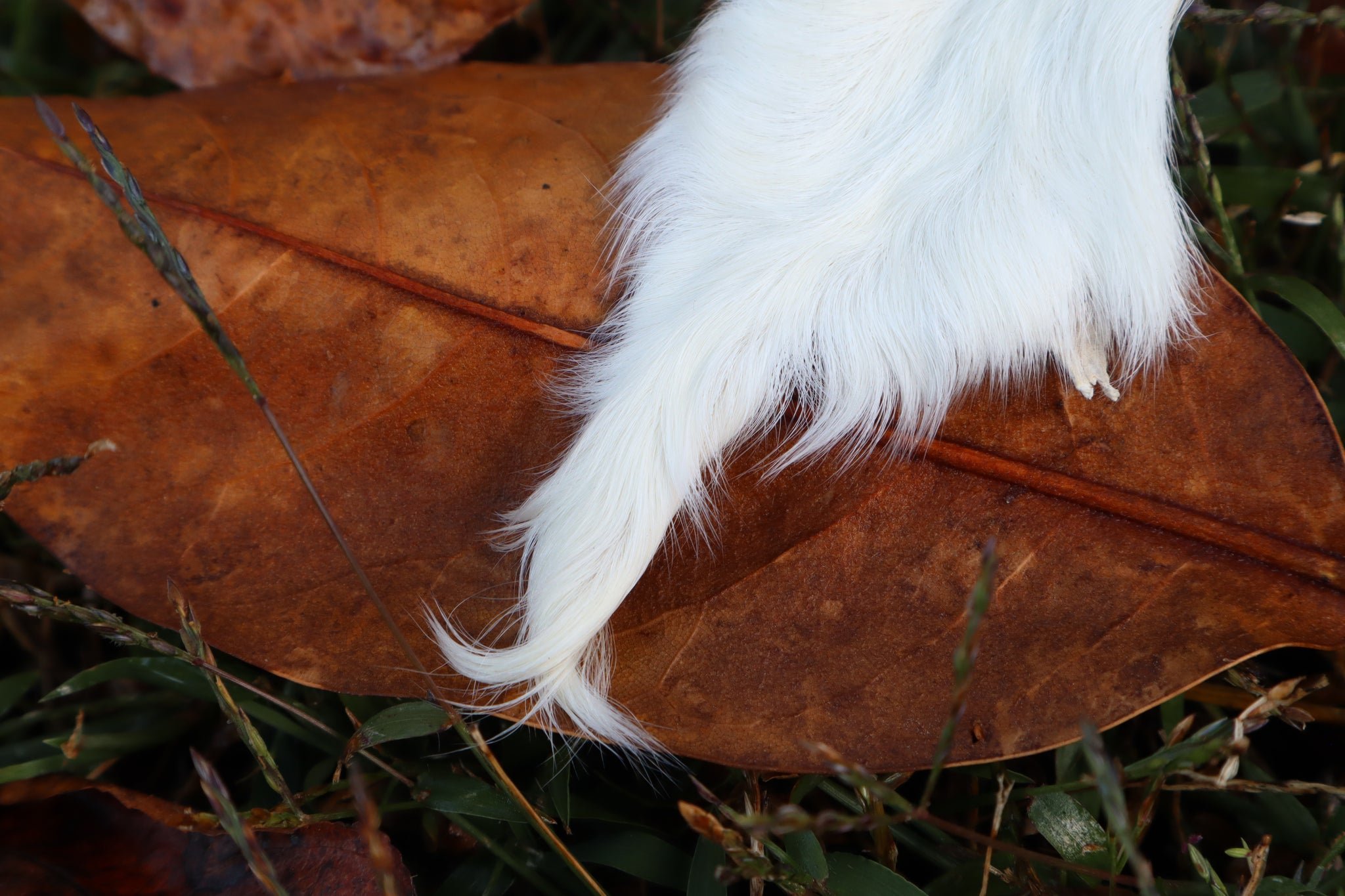 Baby Goat Tail