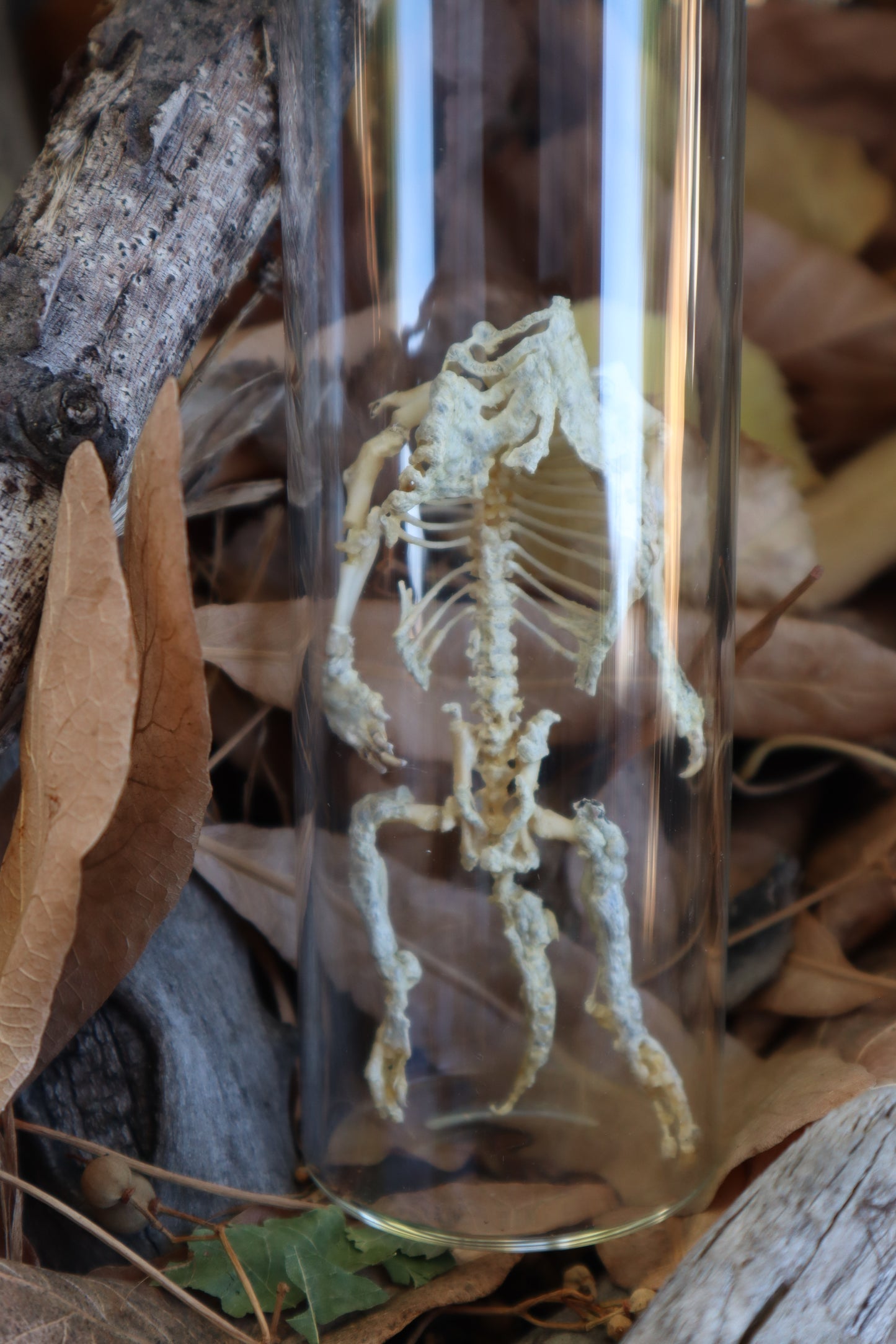 Fetal Beaver Skeleton