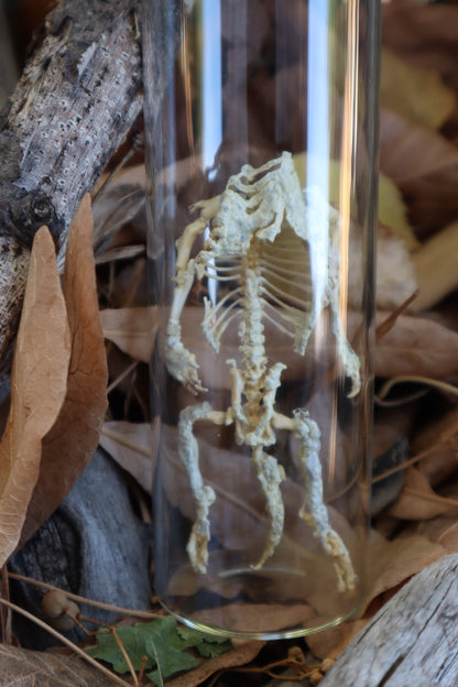 Fetal Beaver Skeleton