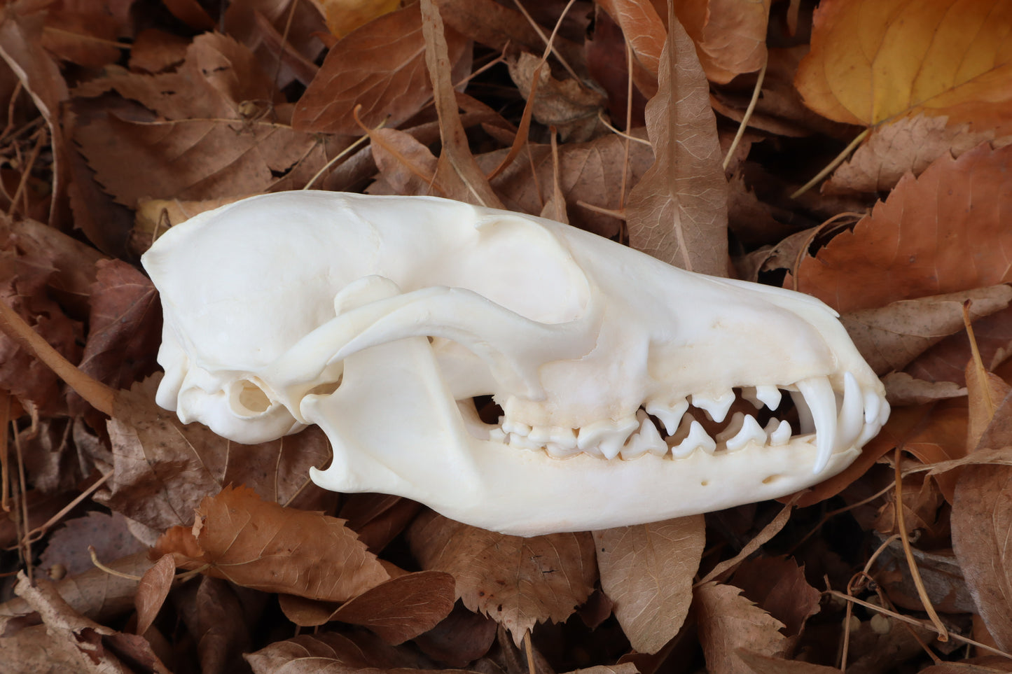 Reserved for Mary - Pathological Red Fox Skull