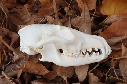Reserved for Mary - Pathological Red Fox Skull